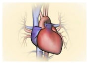 How the normal heart works