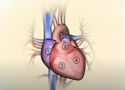 What goes wrong in heart failure